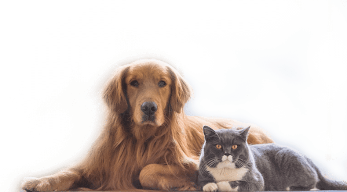 cats and dogs cats and dogs
