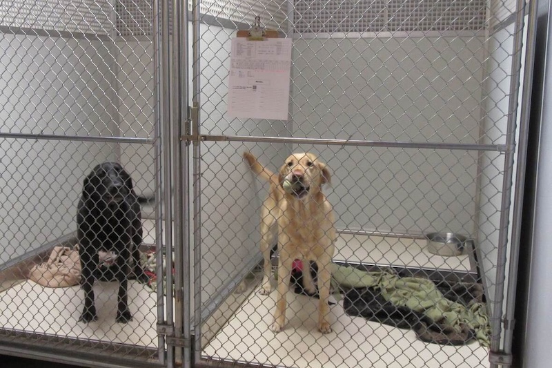 Two happy dogs in boarding kennels