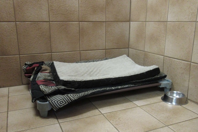 Tiled dog boarding room with cot and bedding