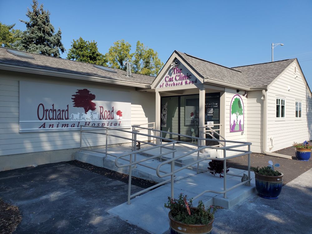 Cat Clinic Updated