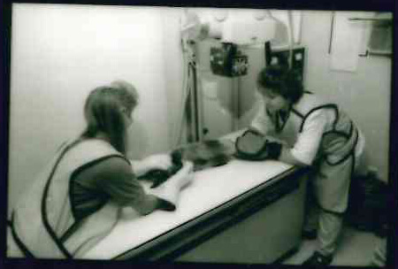 Technician and veterinarian taking traditional X-rays