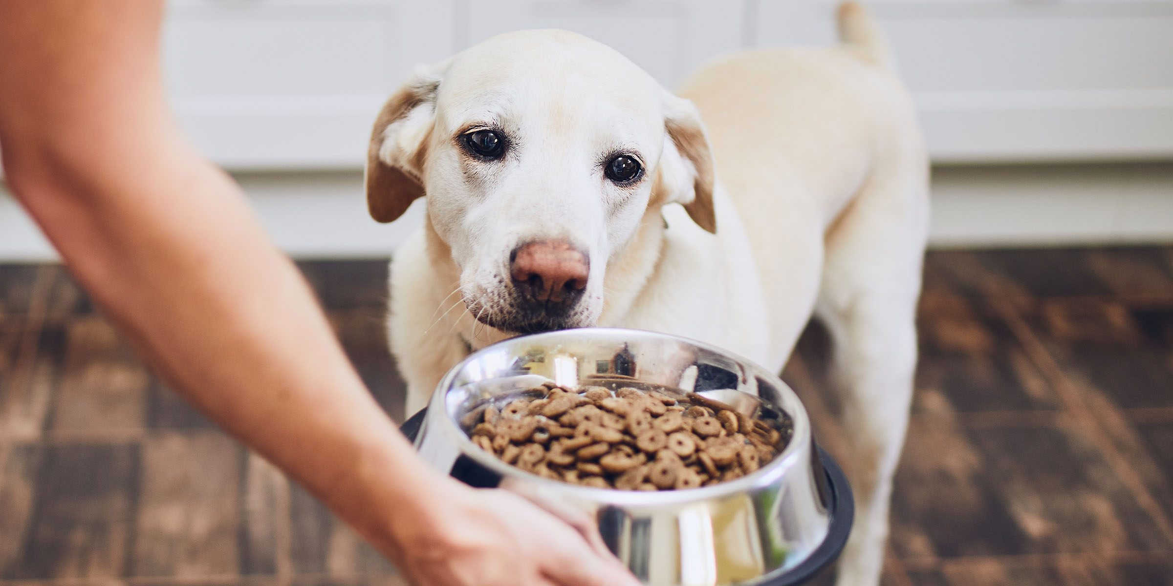 Dog food allergies