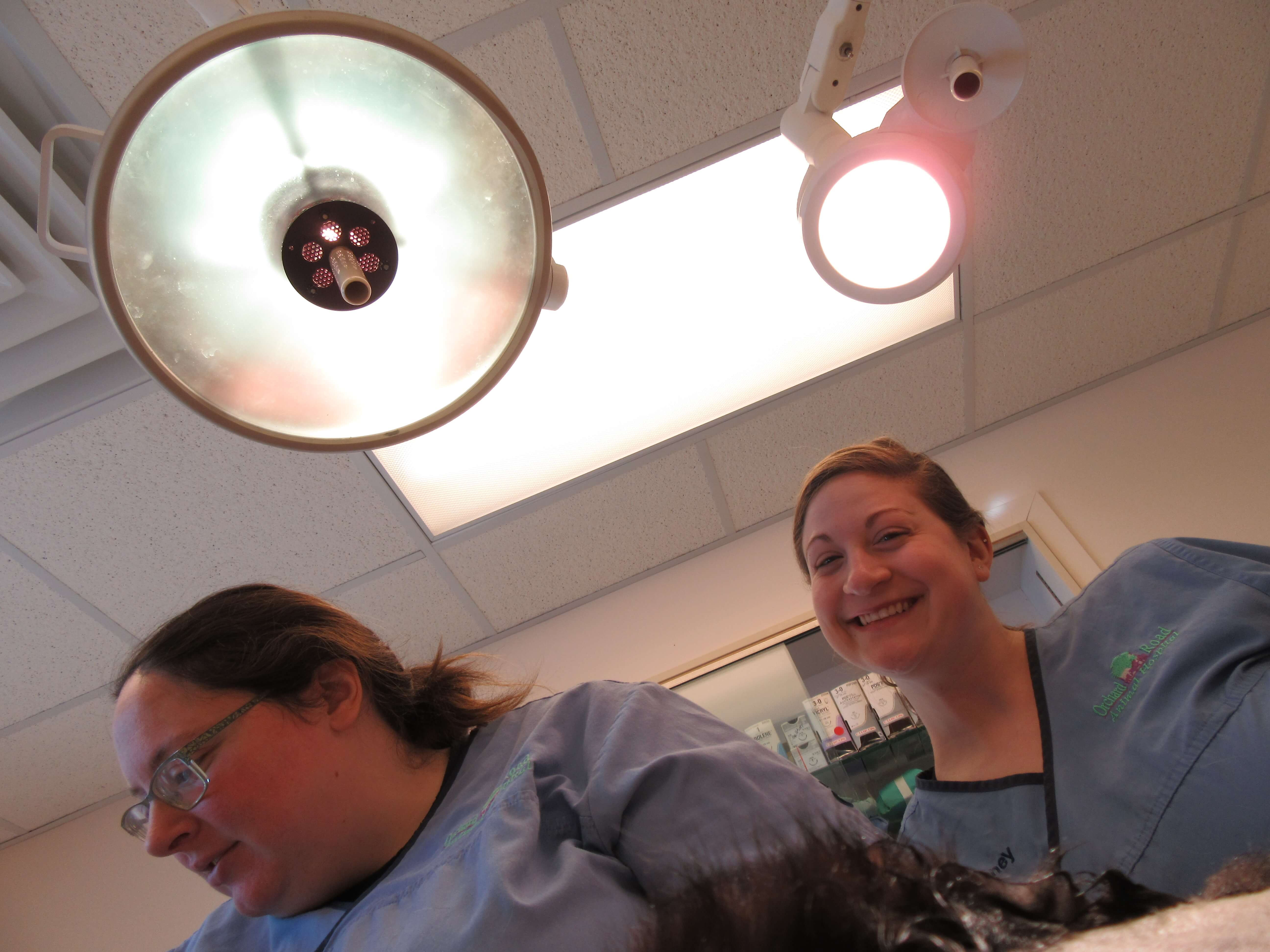 Veterinary nurses taking care of patient