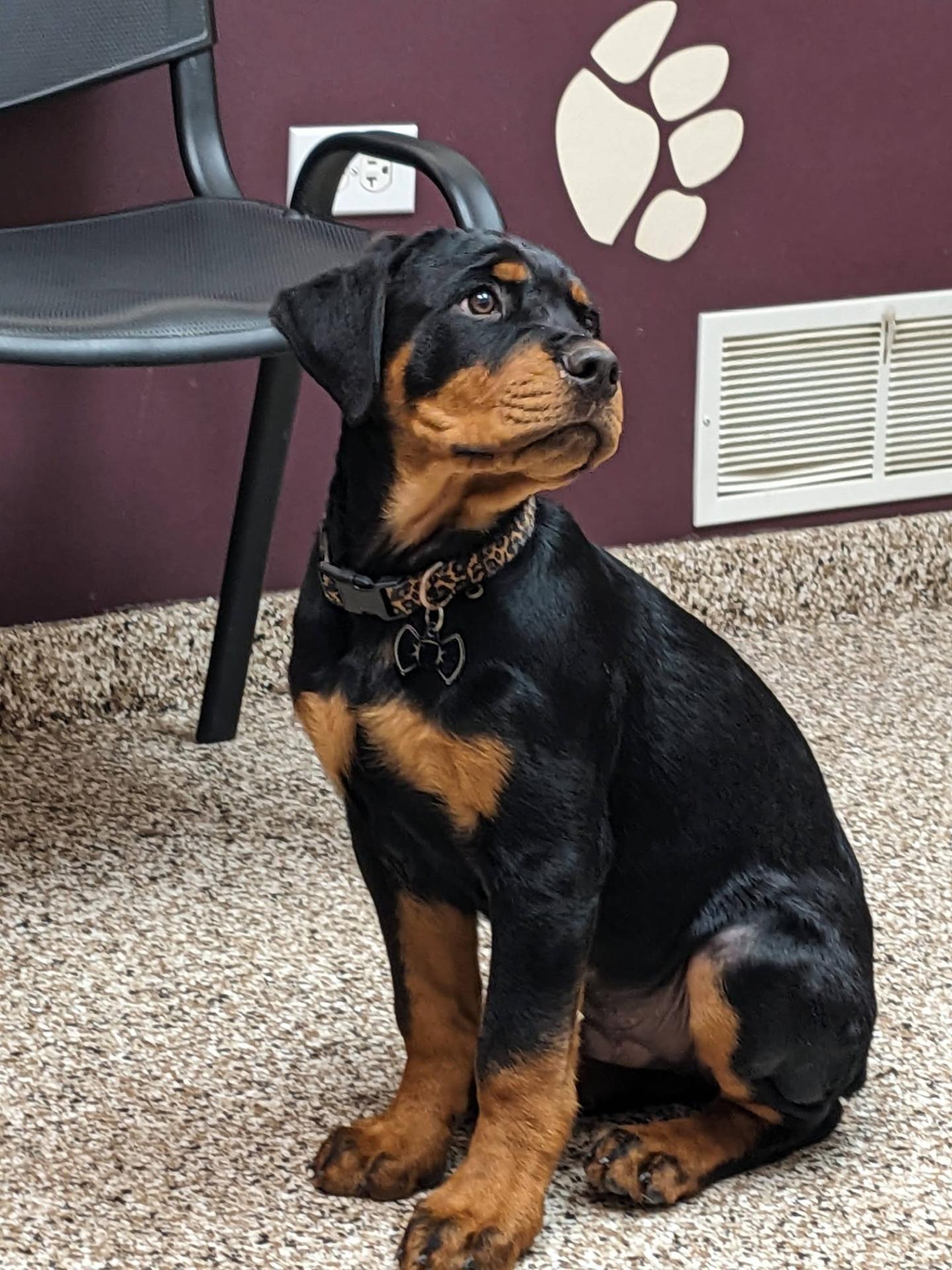 Rottie Puppy