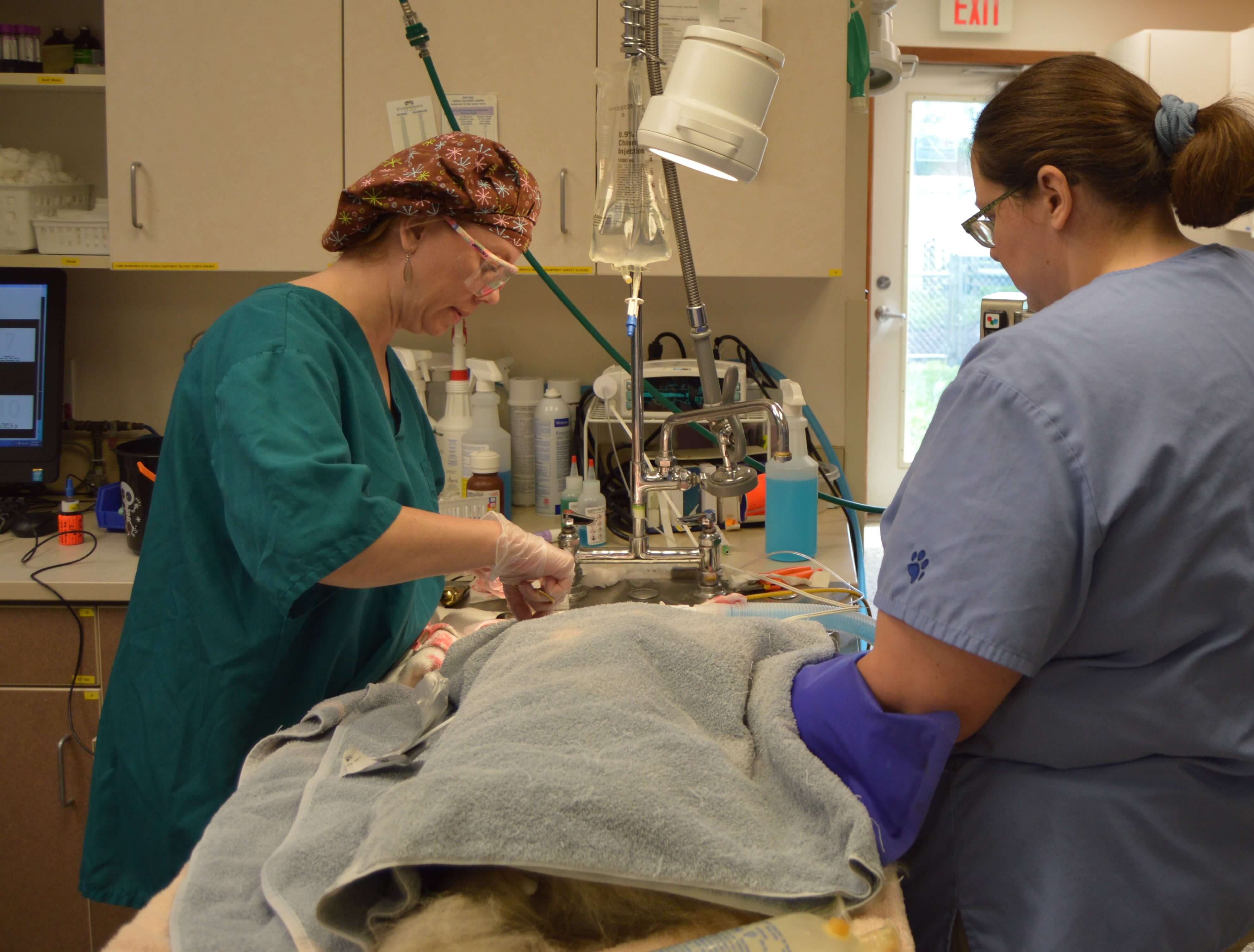 Veterinarian performing dental extraction with nurse monitoring