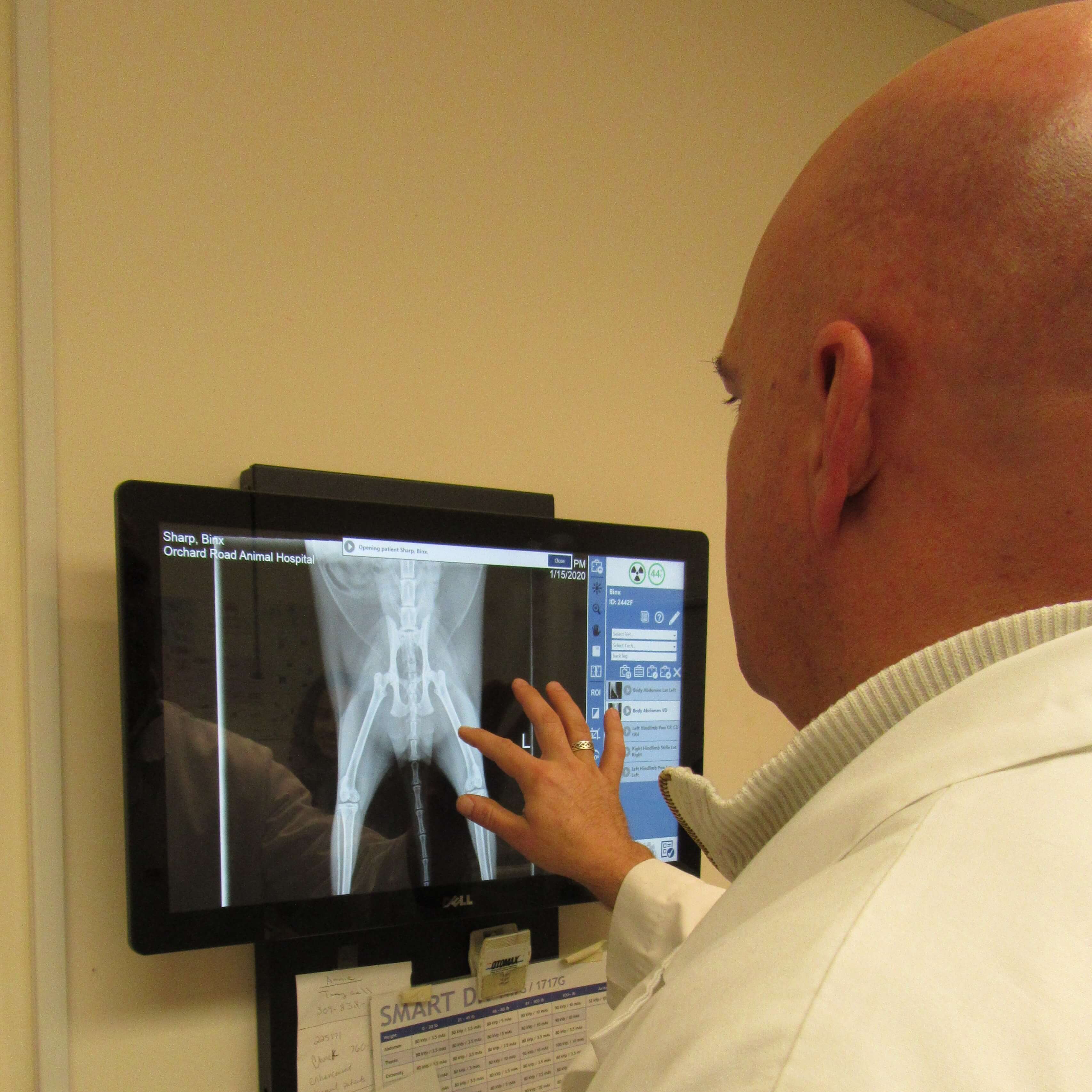 Digital X-ray with over the shoulder of a veterinarian