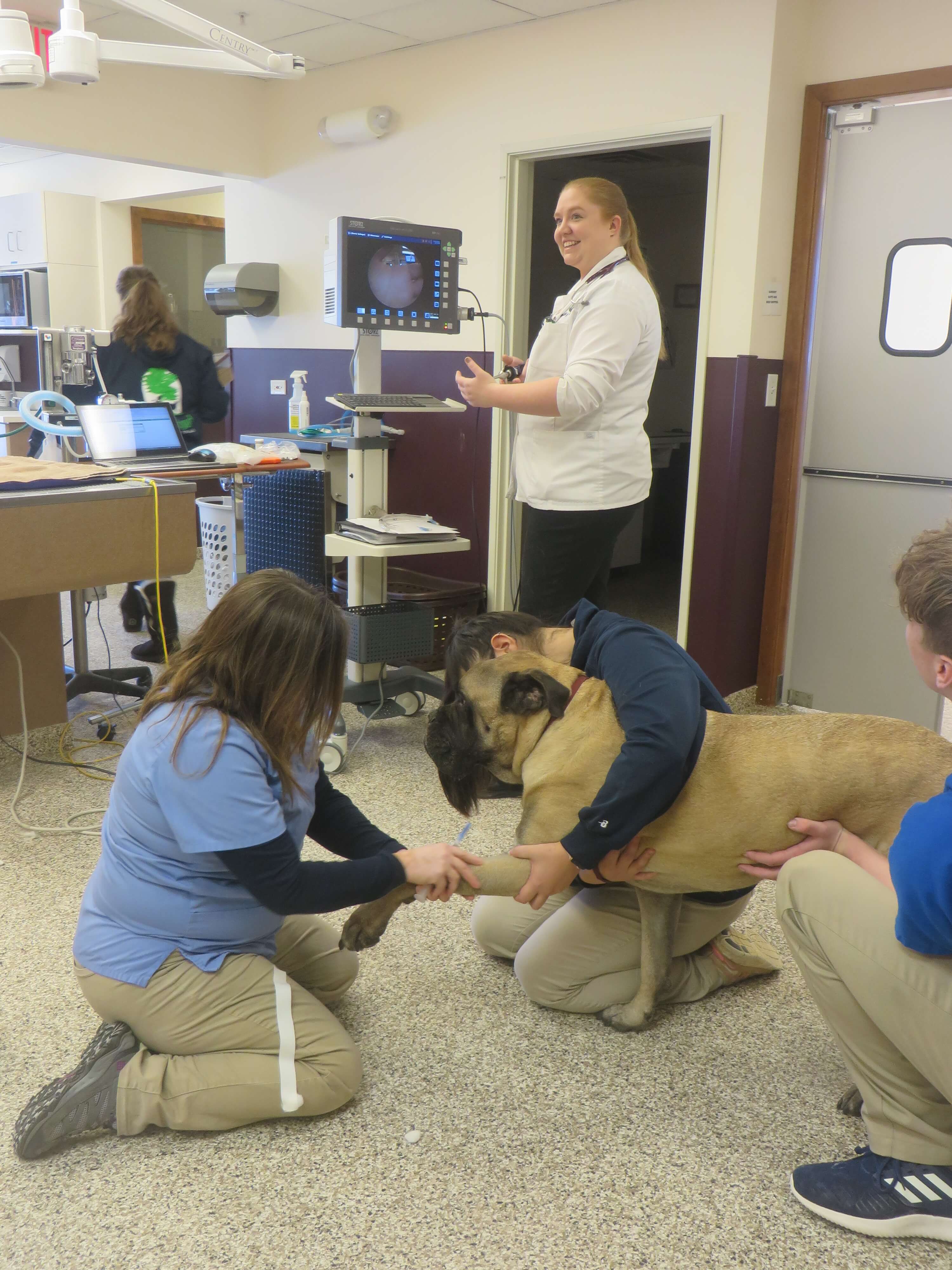 Technicians and veterinarian in treatment area of hospital with dog