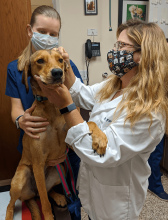 Dr Flieg and Sydney