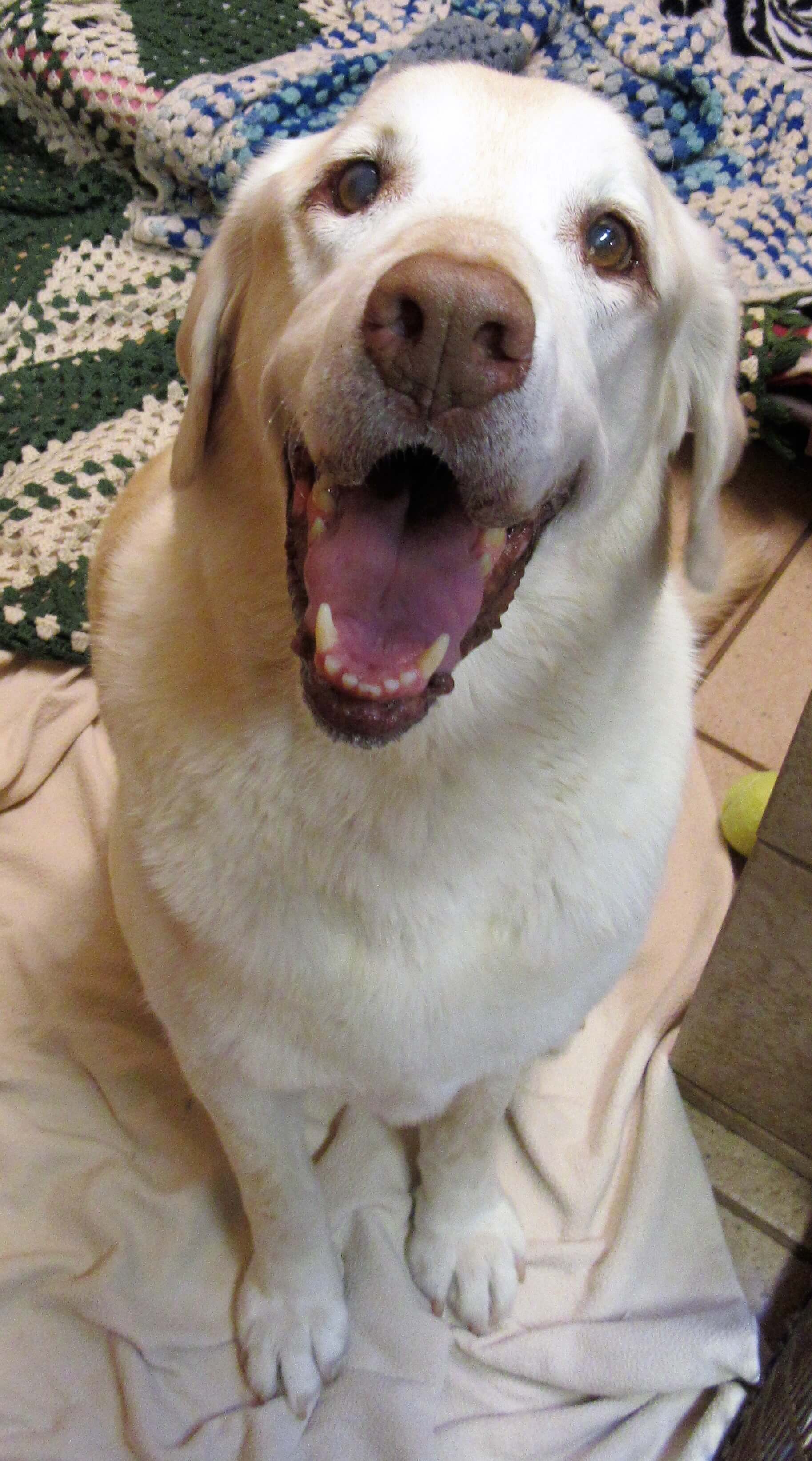 Happy dog smiling in luxury boarding tiled room