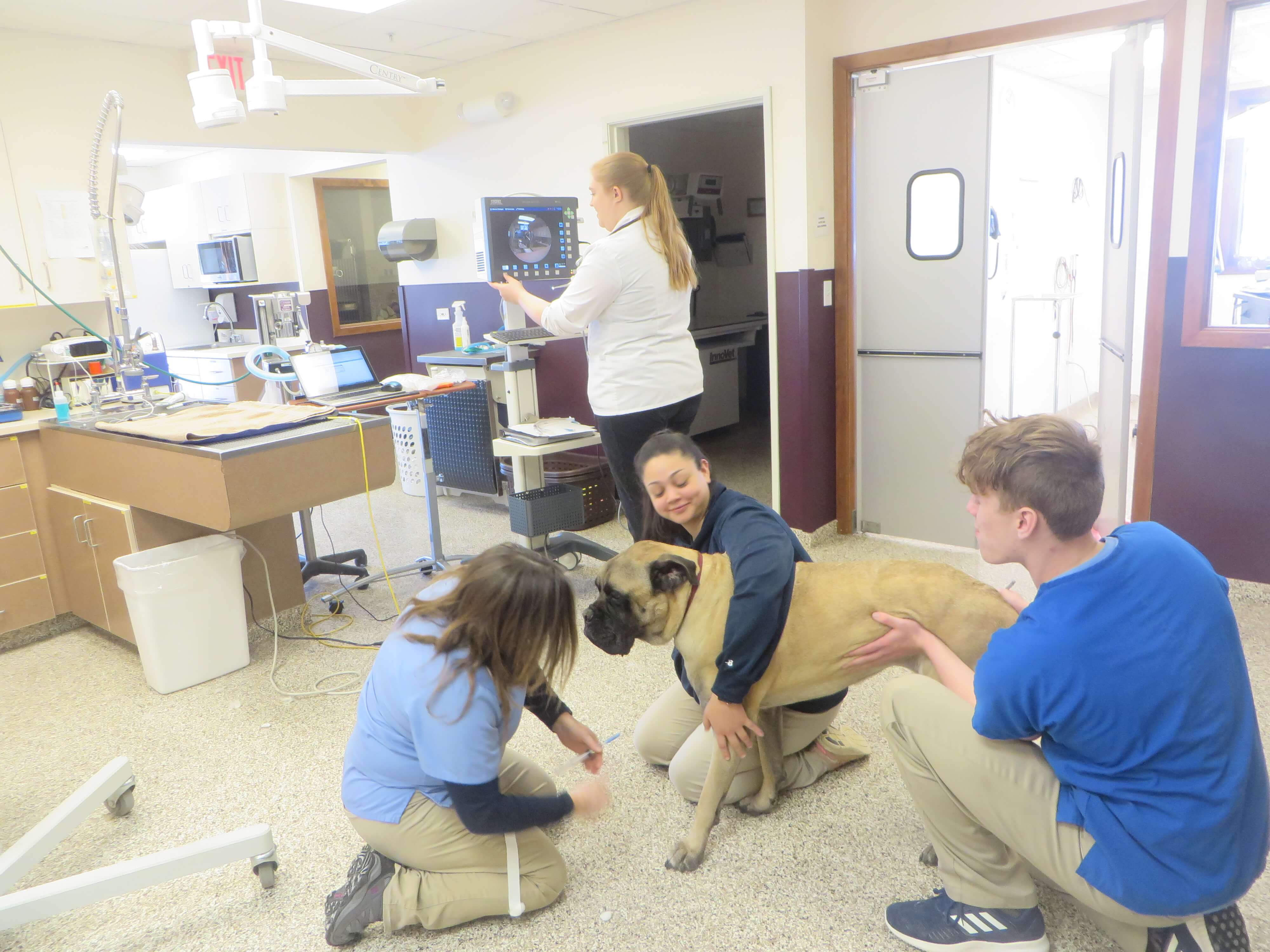 Treatment area of animal hospital with nurses doing blood draw