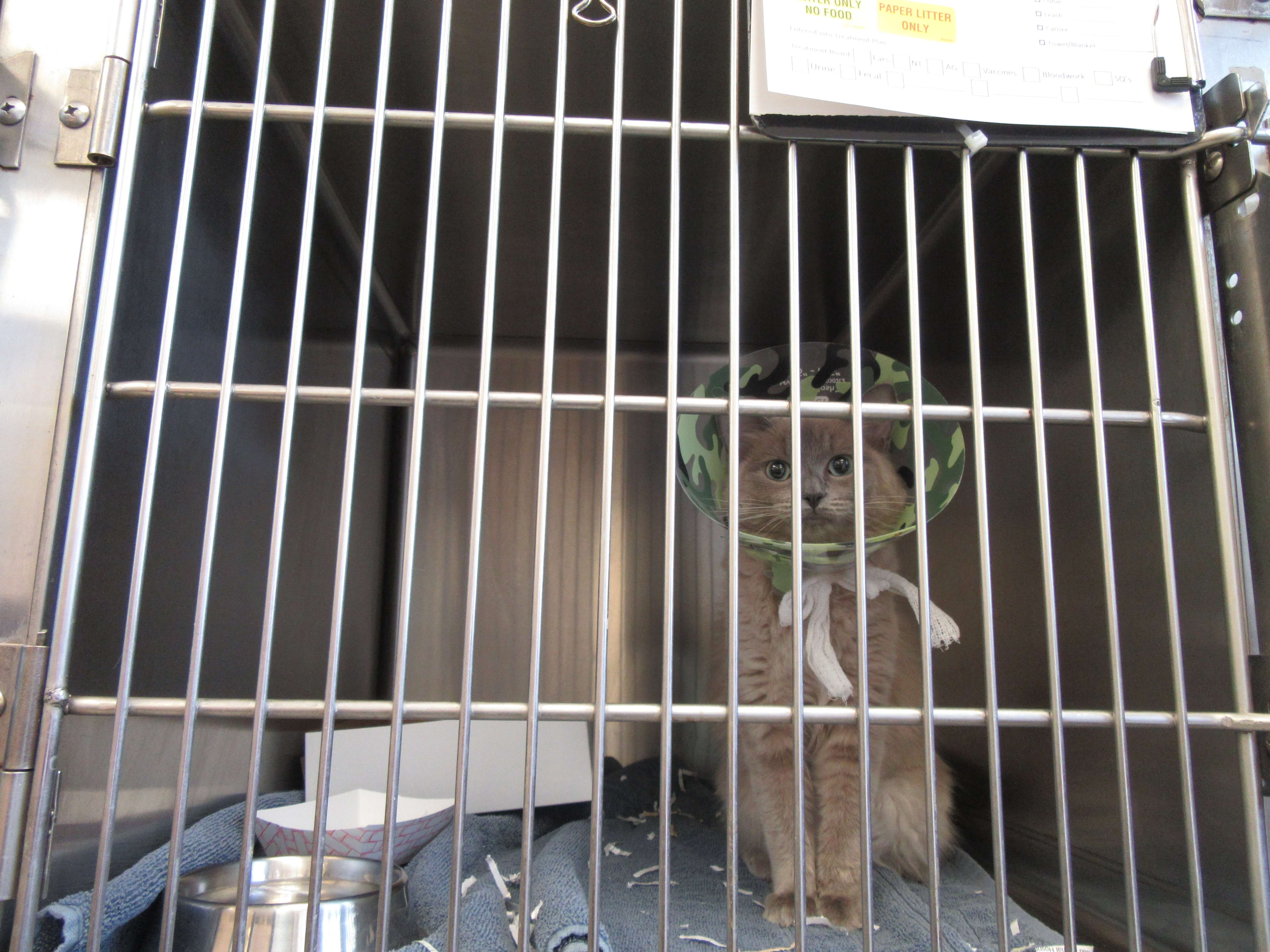 Kitten in ICU with recovery collar
