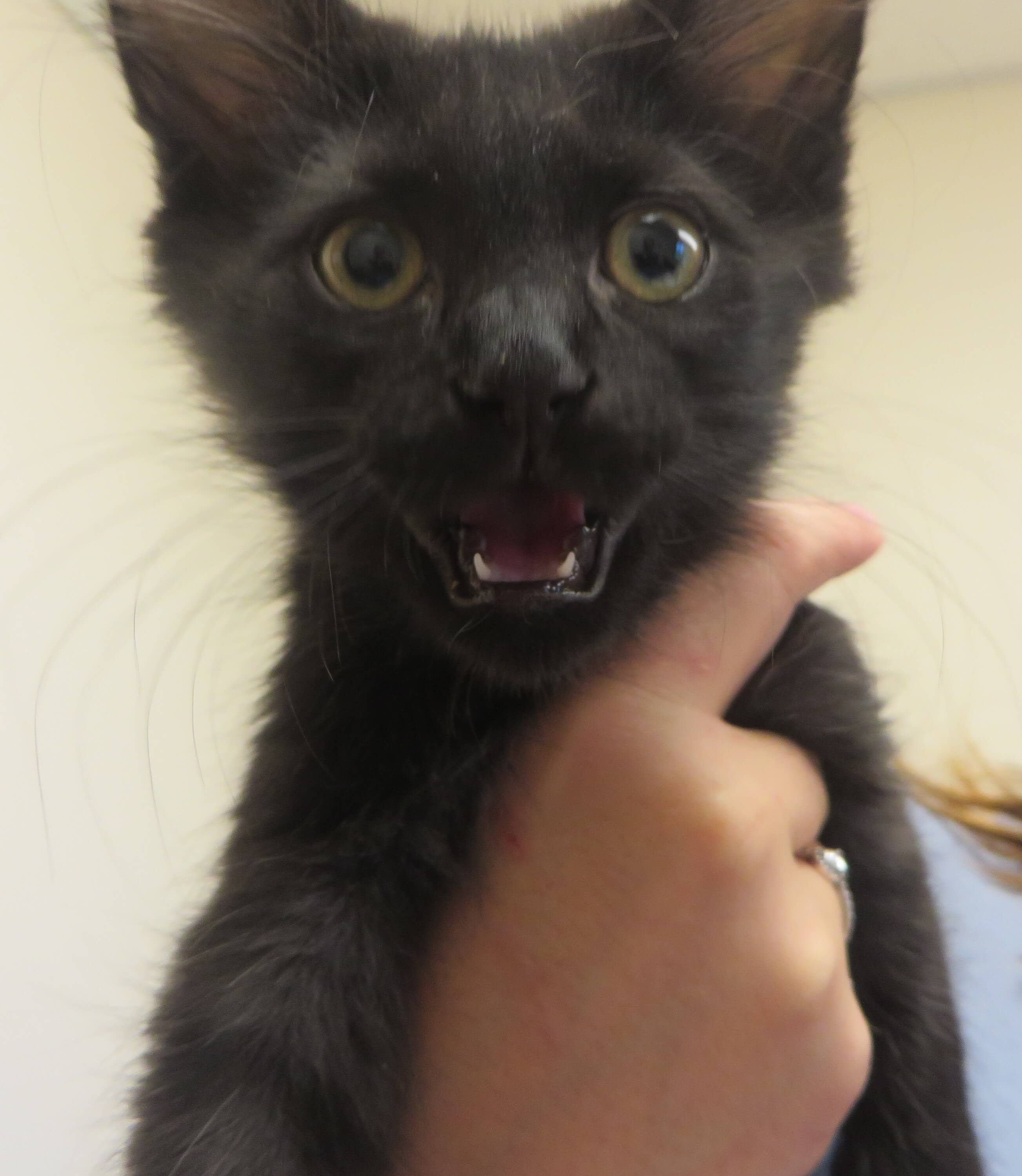 Kitten with open mouth