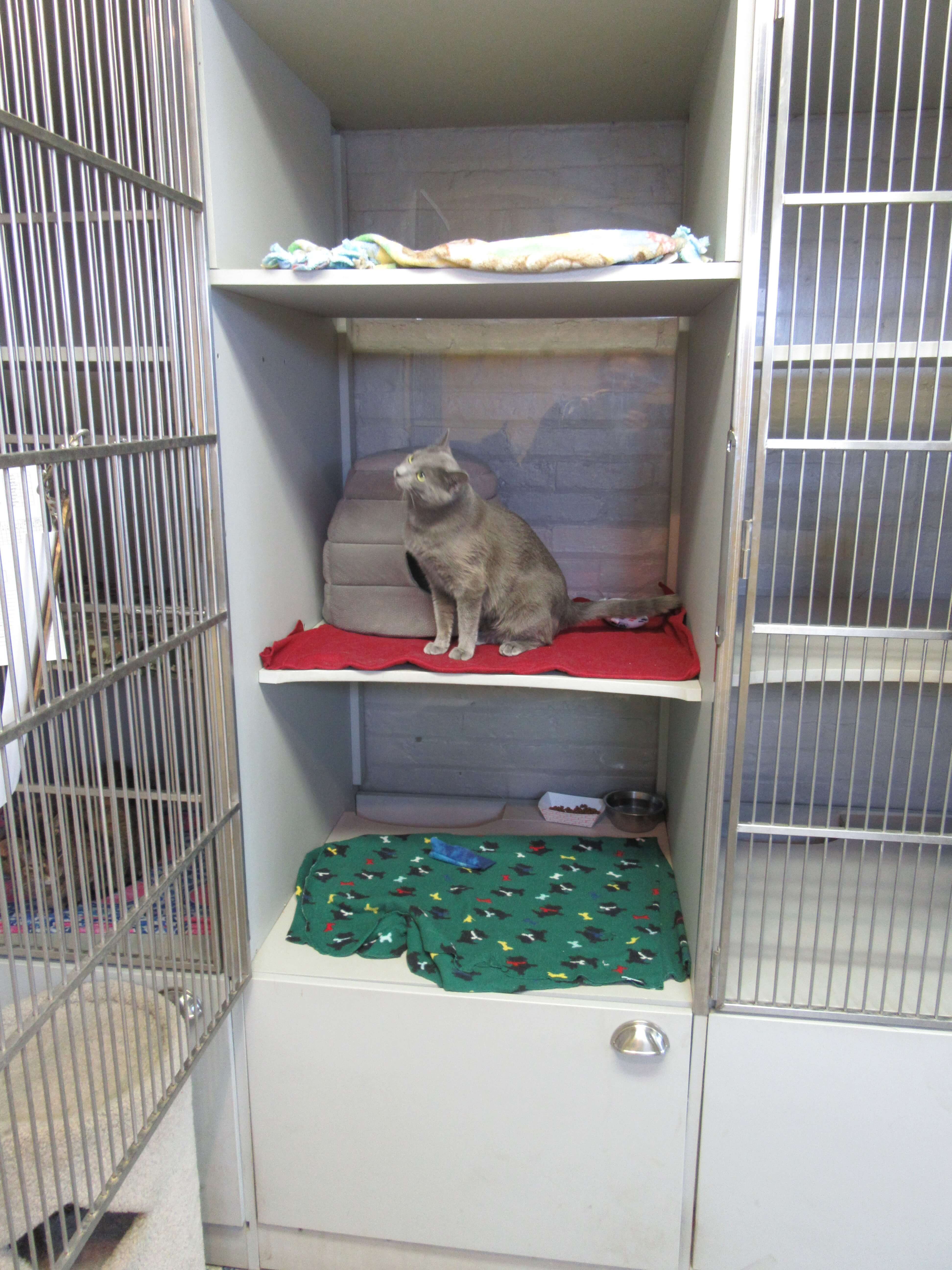 Cat in feline boarding condo cage