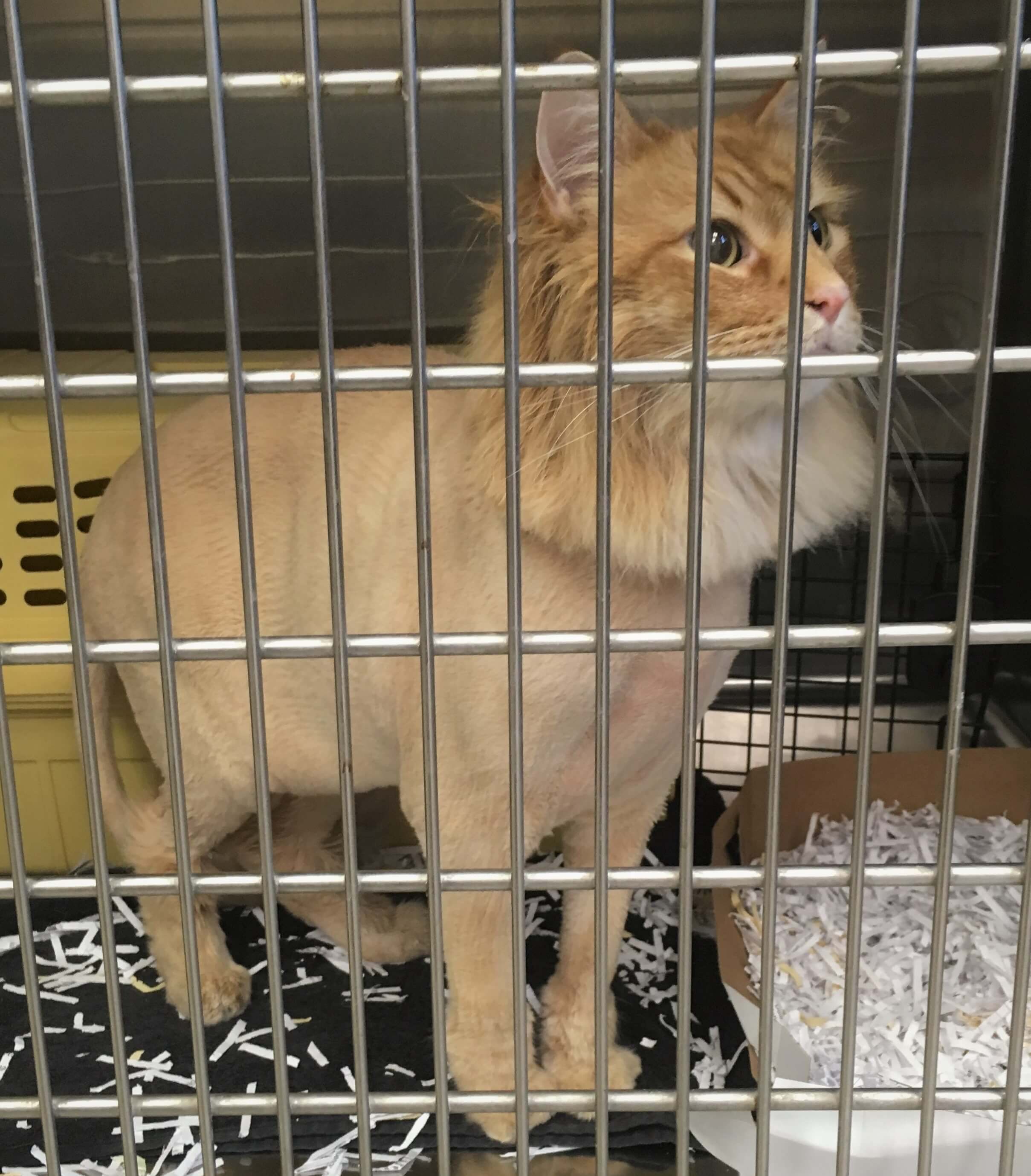 Orange cat with lion cut in cage looking up