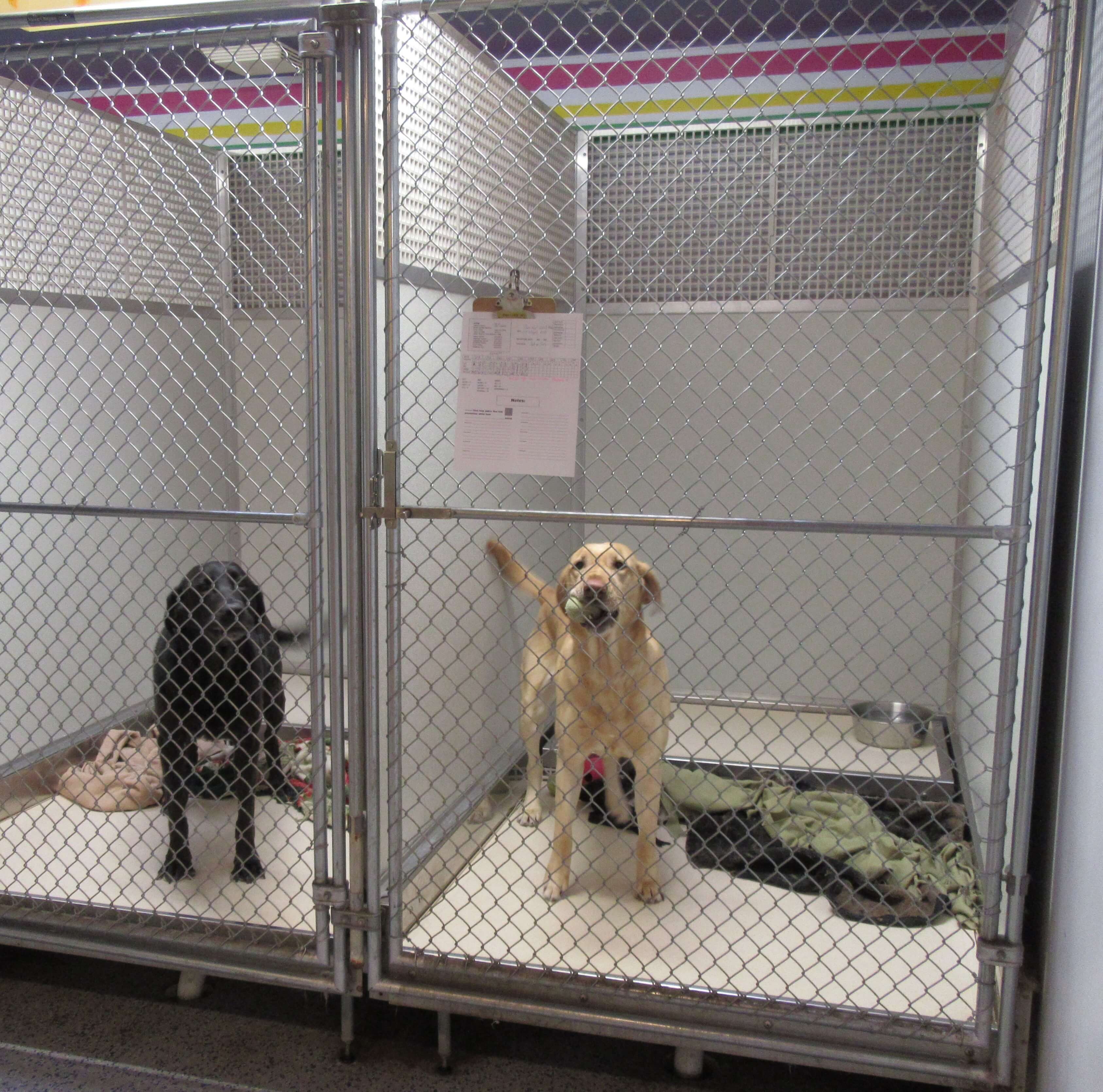 Two happy dogs in boarding kennels