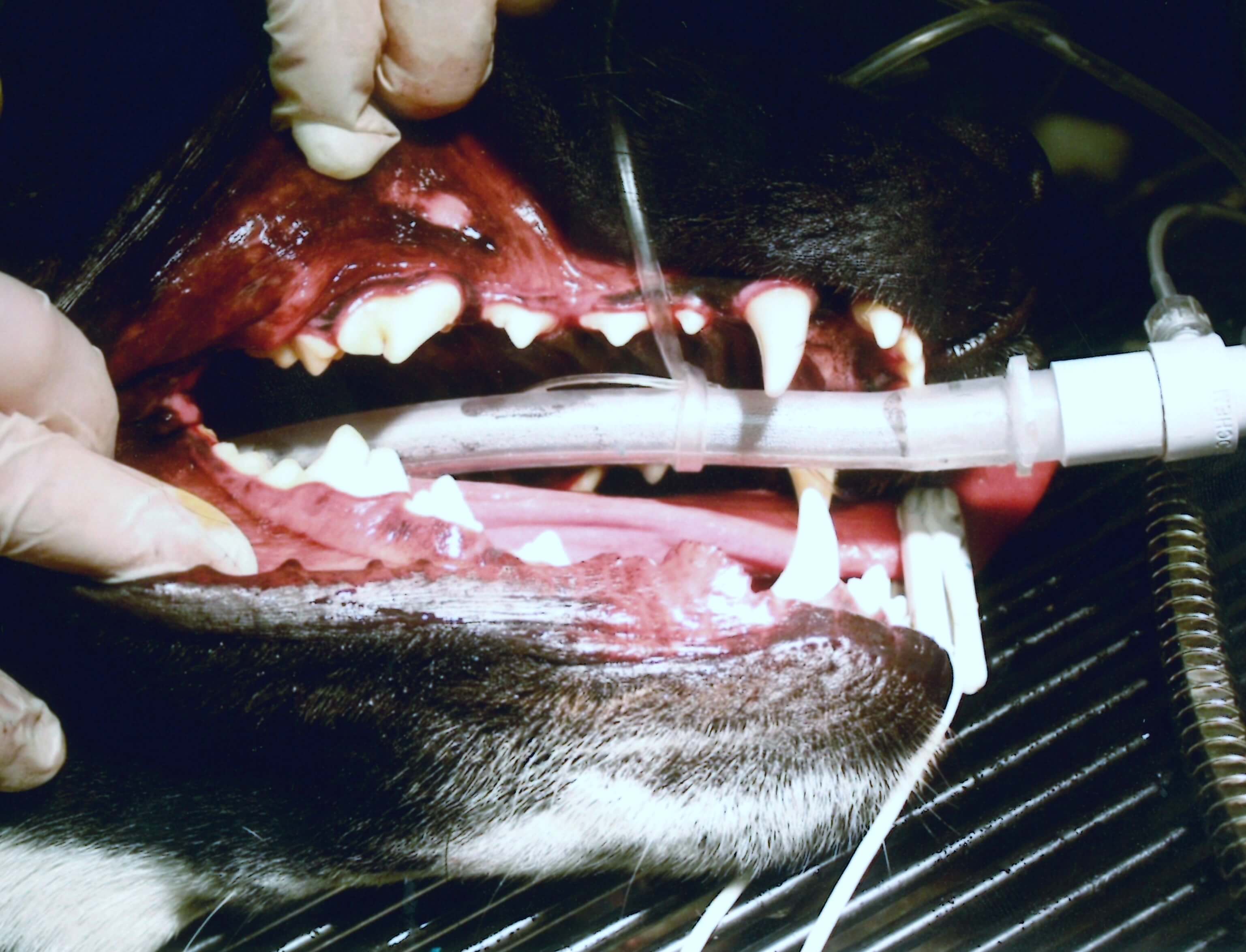 Dog mouth after dental with white teeth