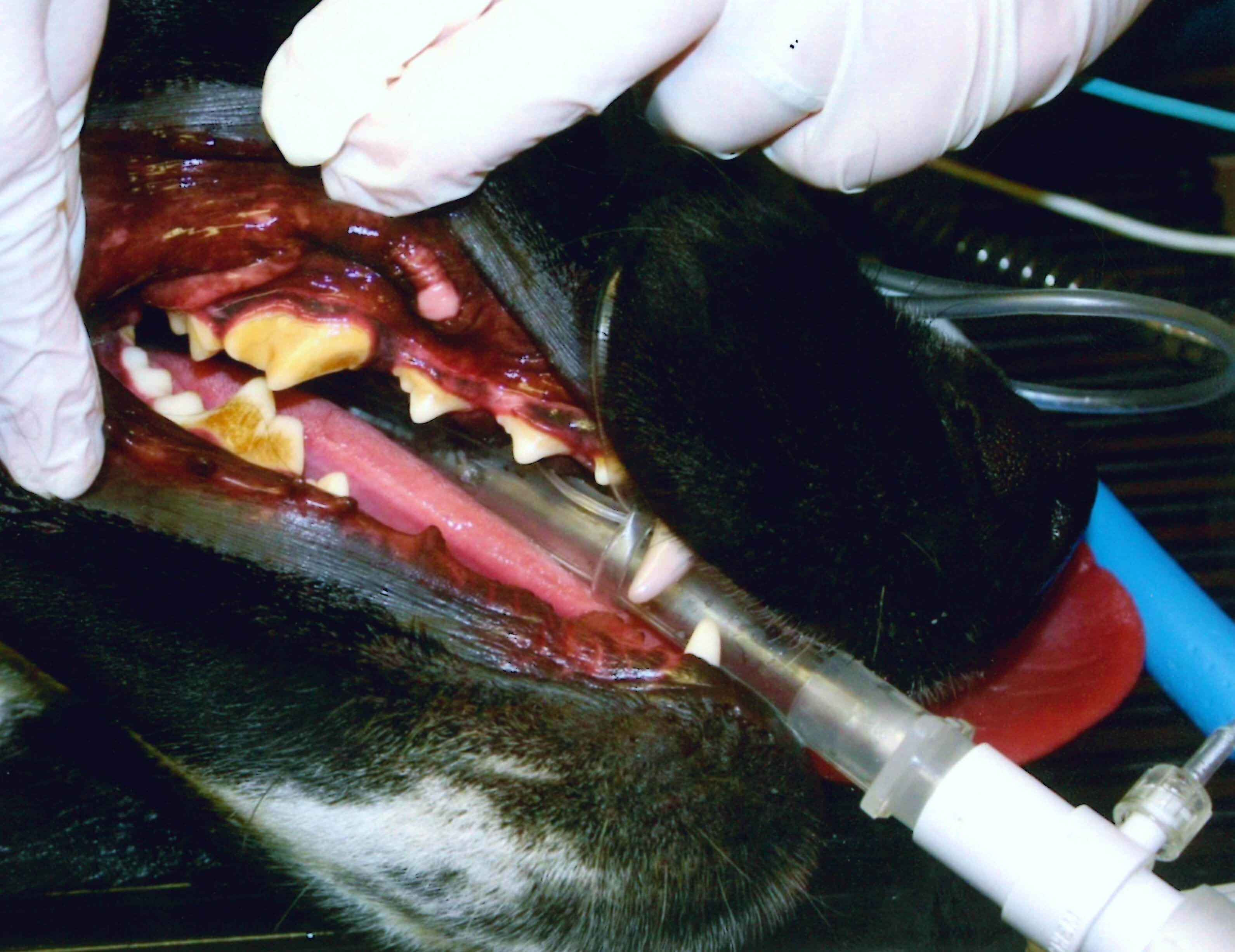 Dog mouth before dental with tartar