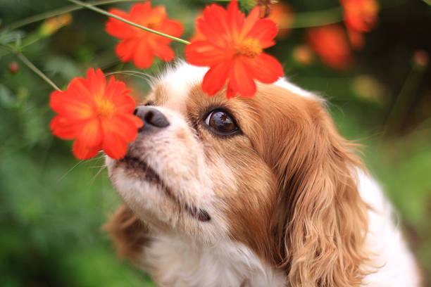 Cavalier in Flowers