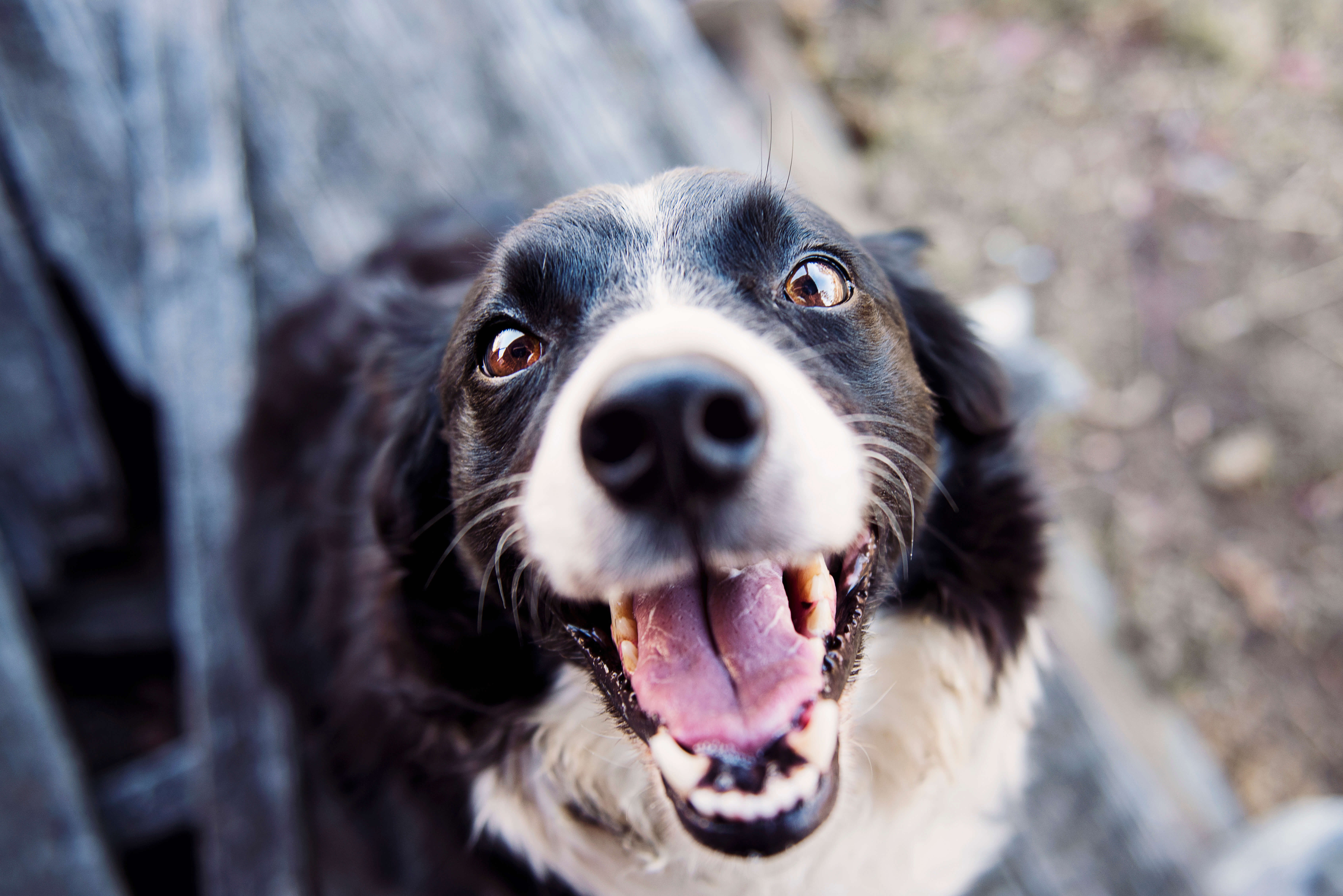 Smiling dog with white teeth