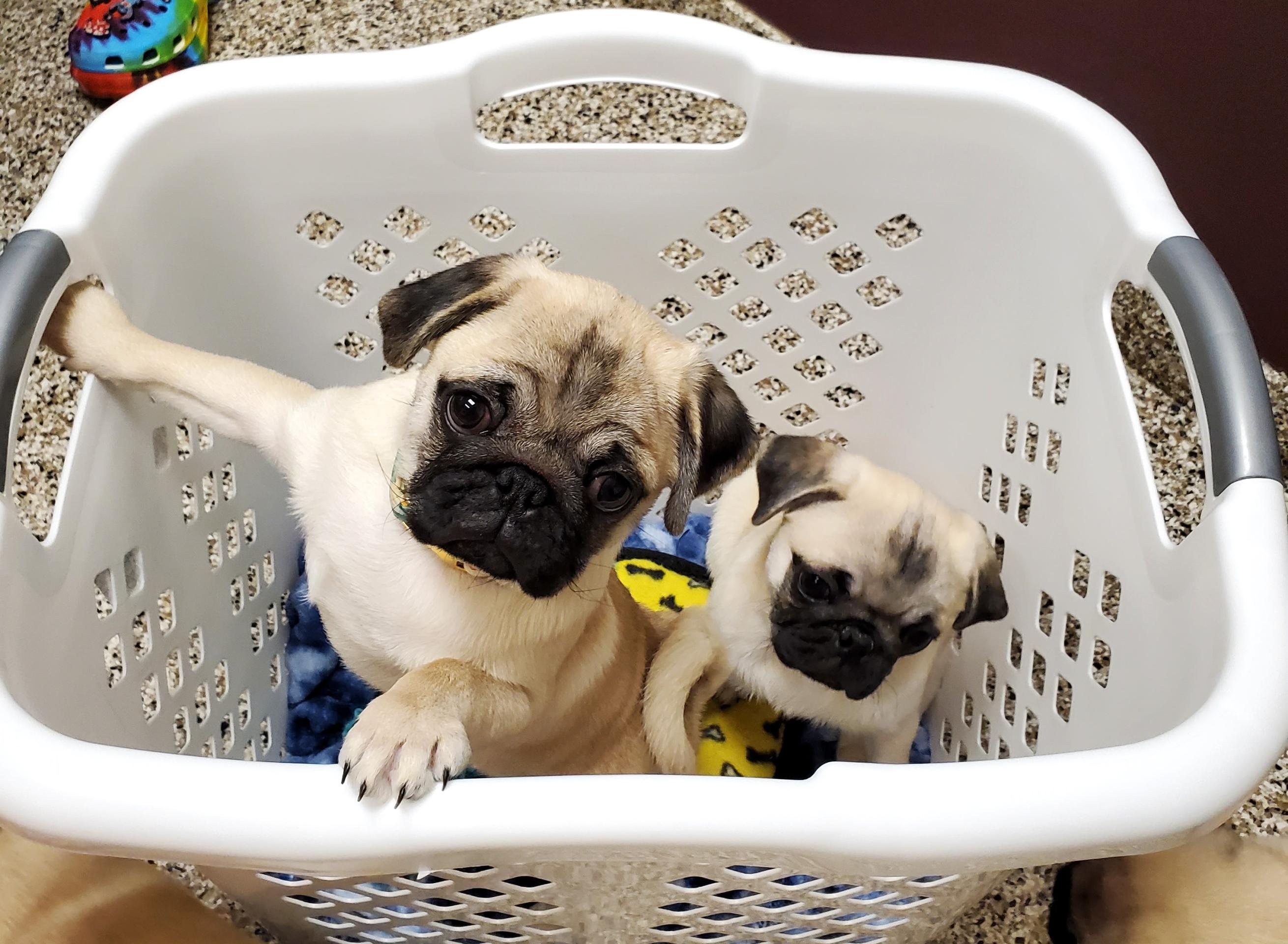 Pug Puppies