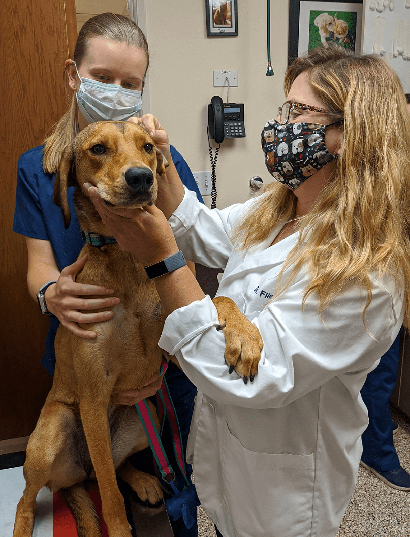 Veterinarian and nurse with dog