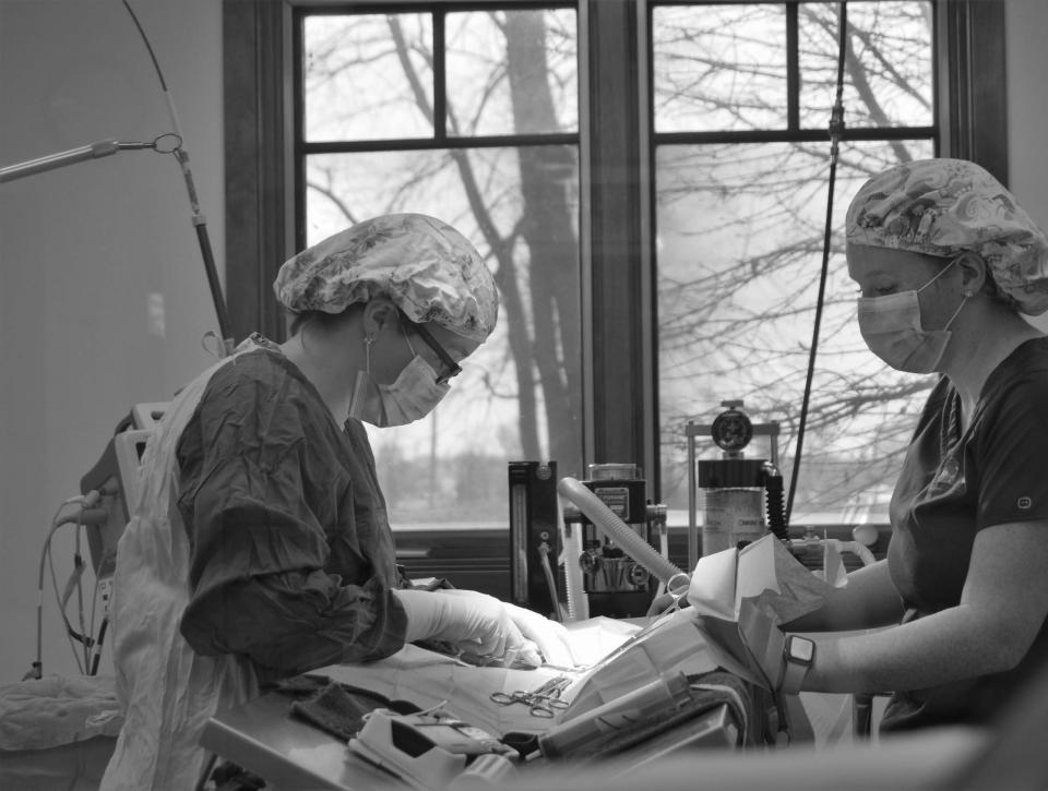 Veterinarian in surgery with nurse Veterinarian in surgery with nurse