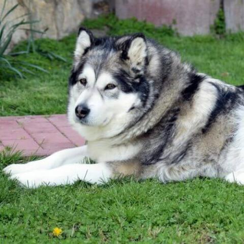Alaskan Malamute Orchard Road Animal Hospital