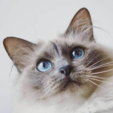 Birman Cat Breed Info