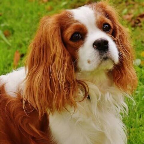 Cavalier King Charles Spaniel Dog Breed Info