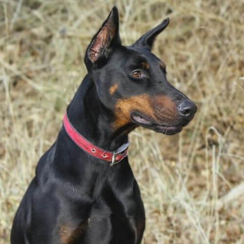 Doberman stuff sale