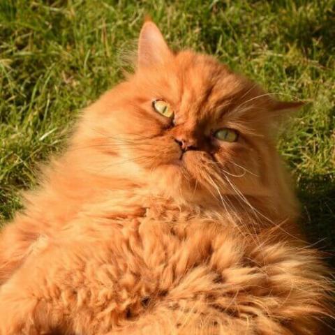 Persian Cat Breed Info