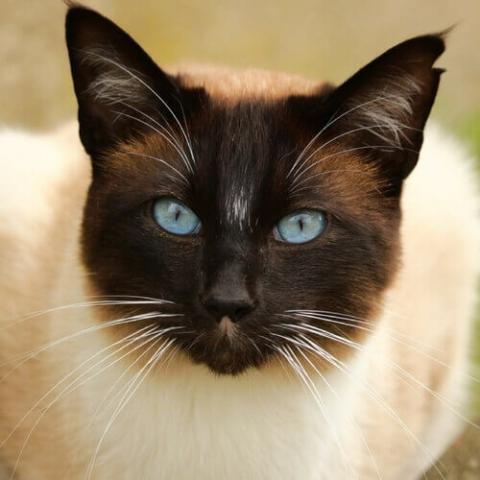 Siamese Cat Breed Info