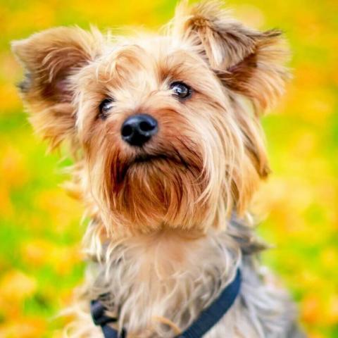 Best training collar for yorkies deals