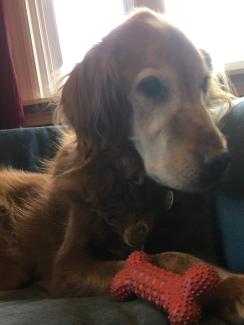 senior dog Senior dog