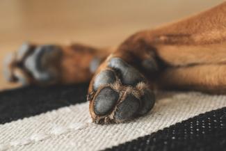 dog paws Dog paws laying down