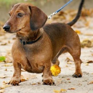 Dachshund Dog Breed Info Dachshund with leash and collar