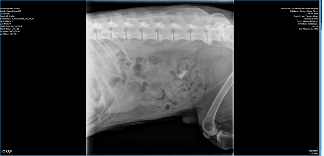 Digital X-ray of dog's abdomen