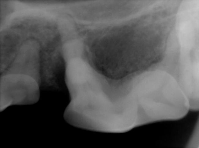 X-ray of dog canine tooth