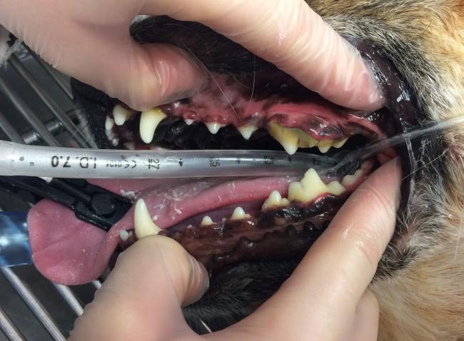 Dog mouth with tartar before dental cleaning