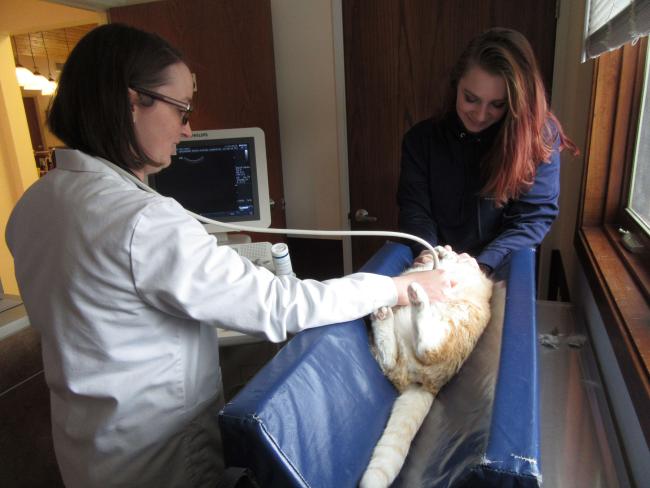 Veterinarian and technician performing ultrasound on a cat