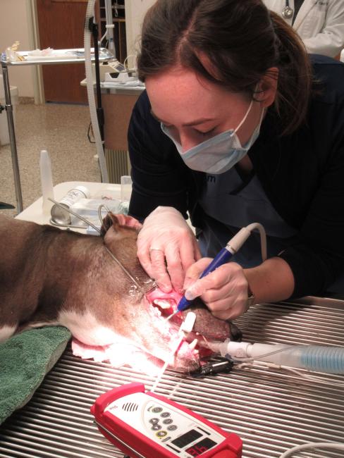 Technician performing dental cleaning on dog