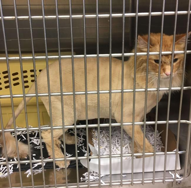 Orange cat with lion cut in cage