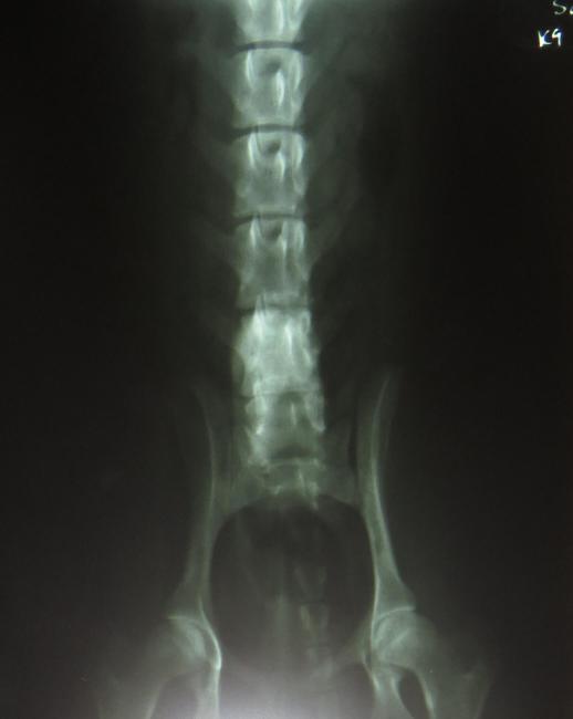 Old X-ray of dog ventral dorsal