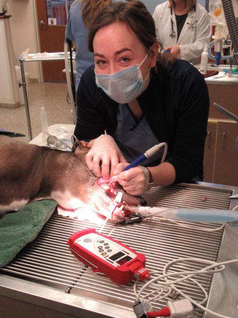 Technician performing dental scaling on dog