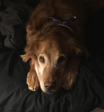 Old golden retriever face