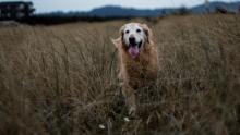 Old golden retriever in field