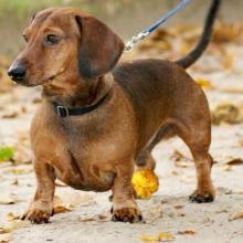 Dachshund with leash and collar