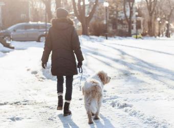 Exploring Your Winter Wonderland: The Guide to Festive Walks with Your Dog