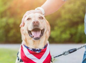 The 4-1-1 on Pet Microchipping, and Why You Need it For the 4th of July