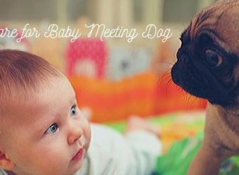 Expecting a Baby? What You Need to Know If You Have a Dog